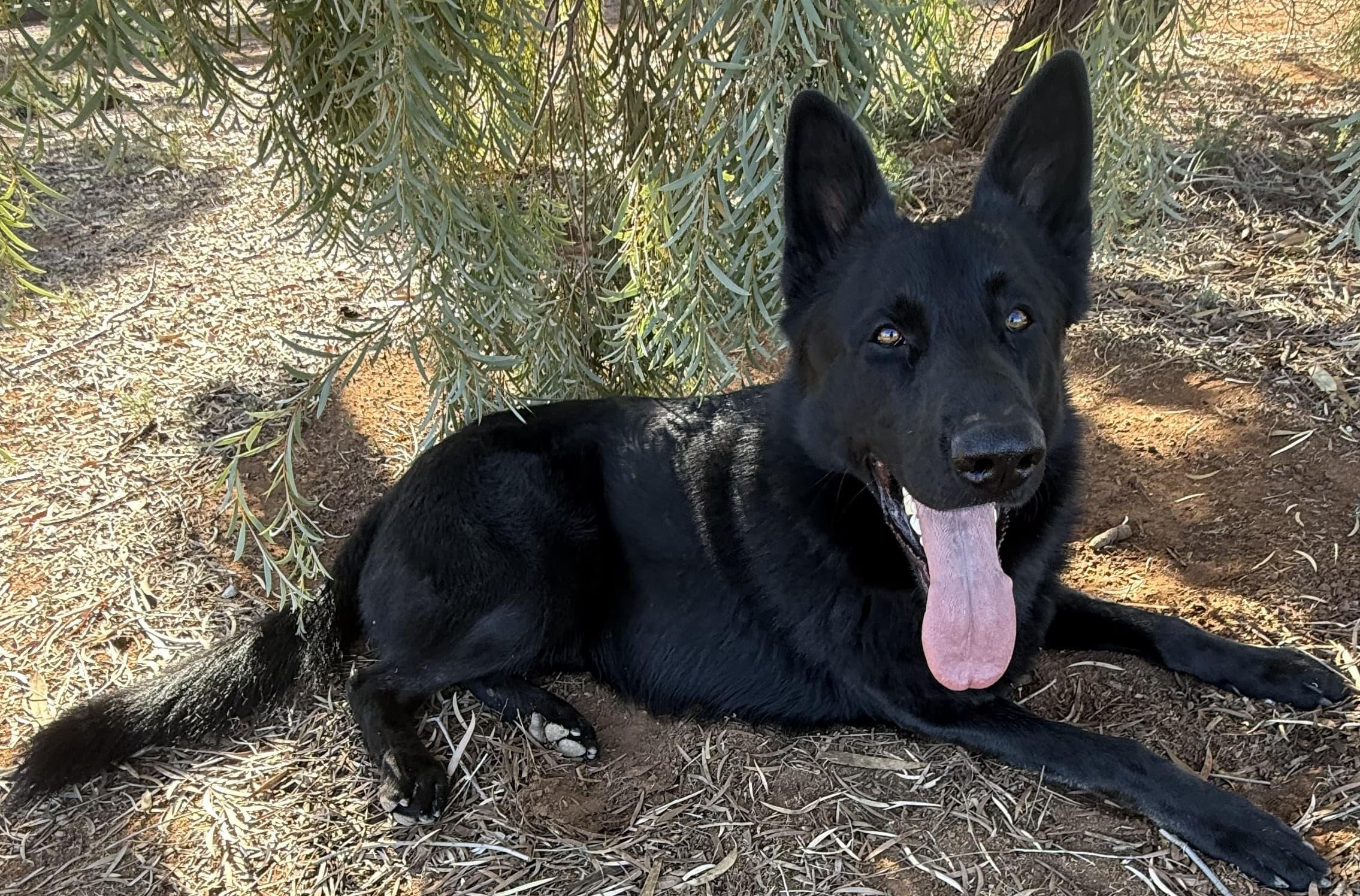Heart of the Pack — Dog Trainer in Crystal Brook, South Australia